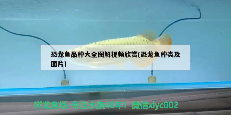 恐龍魚(yú)品種大全圖解視頻欣賞(恐龍魚(yú)種類及圖片) 水草