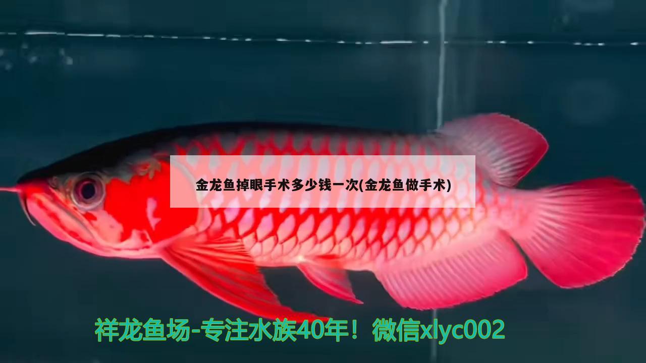 金龍魚掉眼手術(shù)多少錢一次(金龍魚做手術(shù)) 元寶鳳凰魚專用魚糧