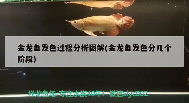 金龍魚發(fā)色過程分析圖解(金龍魚發(fā)色分幾個階段)