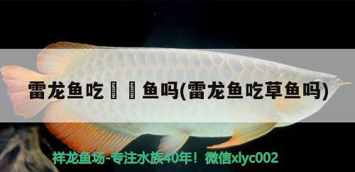 雷龍魚吃鳑鲏魚嗎(雷龍魚吃草魚嗎) 熊貓異形魚L46