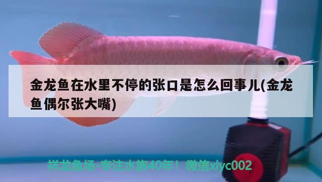 金龍魚在水里不停的張口是怎么回事兒(金龍魚偶爾張大嘴) 祥龍金禾金龍魚