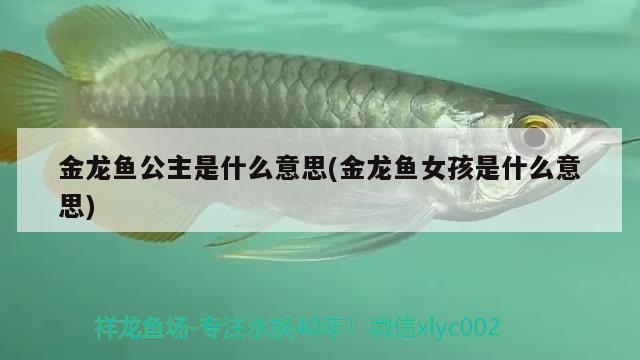 金龍魚公主是什么意思(金龍魚女孩是什么意思)