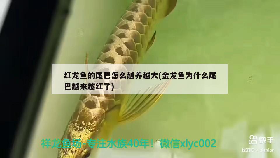 四川魚(yú)缸生產(chǎn)廠(chǎng)家有哪些地方在招工：成都做魚(yú)缸的廠(chǎng)家