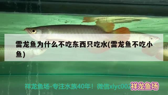 盤錦觀賞魚群有哪些地方好（盤錦觀賞魚群有哪些地方好釣魚）