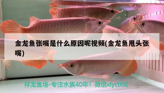 金龍魚木雕設(shè)計(jì)圖(木雕金魚雕刻圖片大全) 龍魚芯片掃碼器 第3張