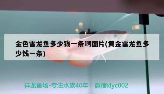 紅龍魚(yú)趴缸不吃食：紅龍魚(yú)趴缸不吃食什么原因