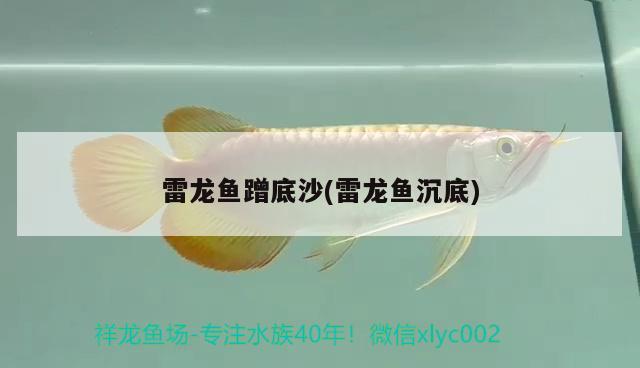 雷龍魚蹭底沙(雷龍魚沉底)