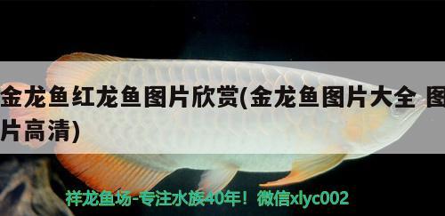 金龍魚紅龍魚圖片欣賞(金龍魚圖片大全圖片高清) 錦鯉魚