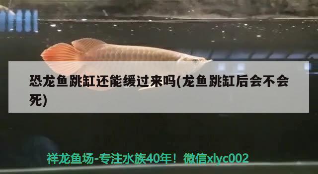 恐龍魚跳缸還能緩過來嗎(龍魚跳缸后會不會死) 申古銀版魚