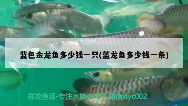 藍色金龍魚多少錢一只(藍龍魚多少錢一條)