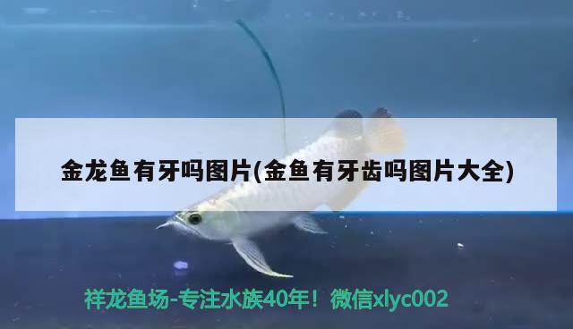 金龍魚有牙嗎圖片(金魚有牙齒嗎圖片大全) 埃及神仙魚