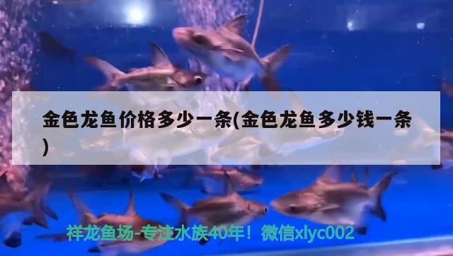 金色龍魚價格多少一條(金色龍魚多少錢一條) 觀賞魚魚苗