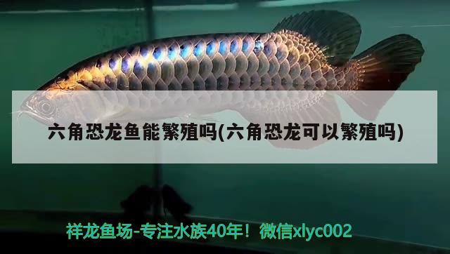 六角恐龍魚能繁殖嗎(六角恐龍可以繁殖嗎) 水族燈（魚缸燈）