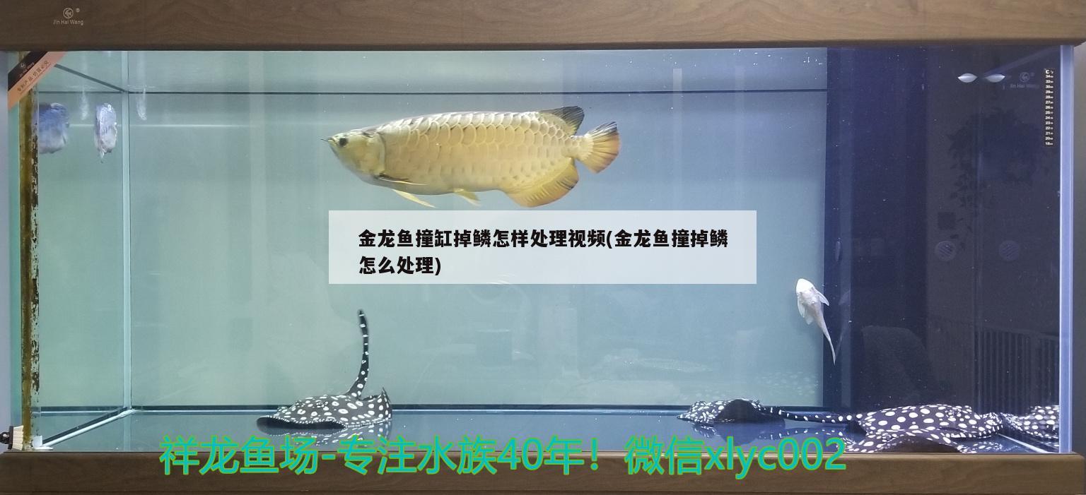 金龍魚撞缸掉鱗怎樣處理視頻(金龍魚撞掉鱗怎么處理)