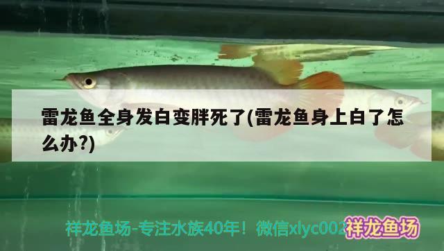 雷龍魚(yú)全身發(fā)白變胖死了(雷龍魚(yú)身上白了怎么辦?)