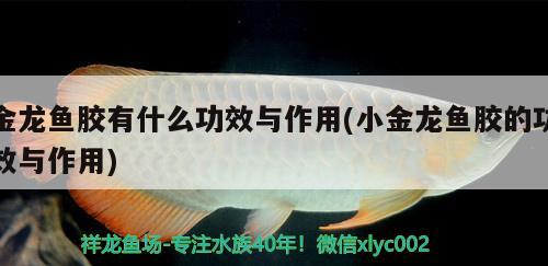 金龍魚膠有什么功效與作用(小金龍魚膠的功效與作用)