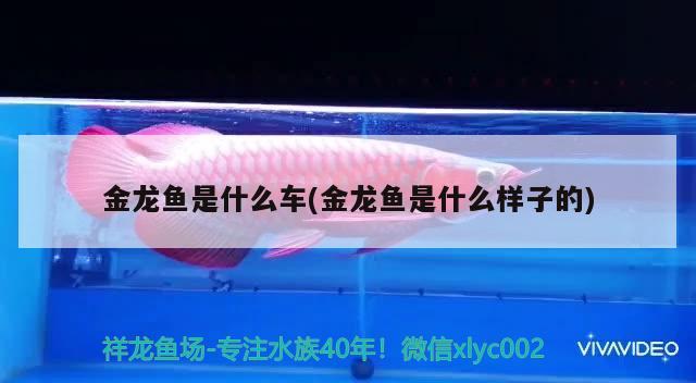 金龍魚是什么車(金龍魚是什么樣子的) 撒旦鴨嘴魚