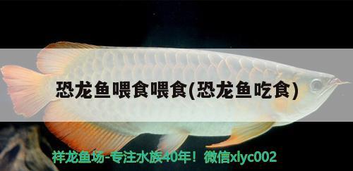 自己做魚缸架子圖片欣賞 自己做魚缸架子圖片欣賞大全 肺魚 第2張