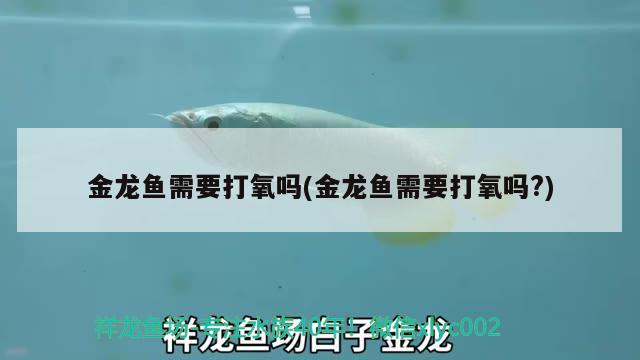 錦鯉龍魚少麟正常嗎(沒有麟的錦鯉) 一眉道人魚苗