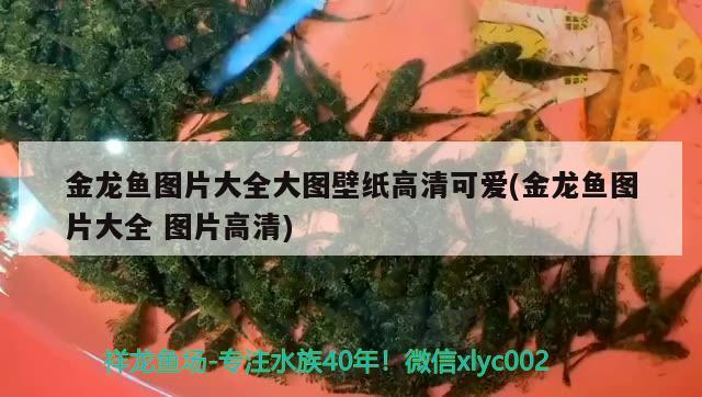 金龍魚圖片大全大圖壁紙高清可愛(金龍魚圖片大全圖片高清)