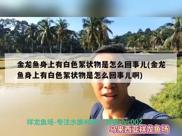 金龍魚身上有白色絮狀物是怎么回事兒(金龍魚身上有白色絮狀物是怎么回事兒啊) 女王大帆魚 第1張