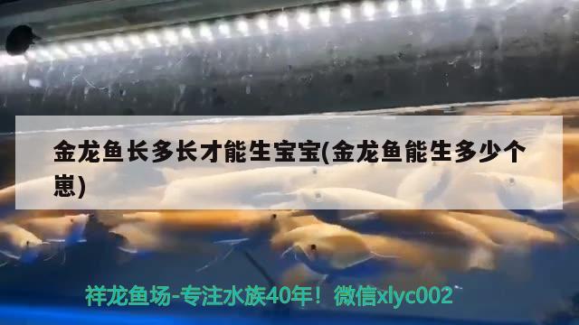 金龍魚長多長才能生寶寶(金龍魚能生多少個崽) 福魟魟魚