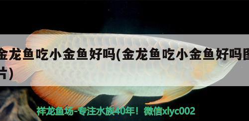 金龍魚吃小金魚好嗎(金龍魚吃小金魚好嗎圖片) 魚缸/水族箱