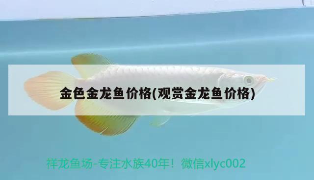 金色金龍魚價格(觀賞金龍魚價格) 水溫計