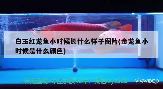 白玉紅龍魚小時候長什么樣子圖片(金龍魚小時候是什么顏色)