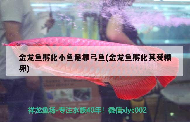 金龍魚孵化小魚是靠弓魚(金龍魚孵化其受精卵)