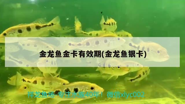 金龍魚金卡有效期(金龍魚銀卡)