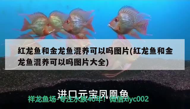 紅龍魚(yú)和金龍魚(yú)混養(yǎng)可以嗎圖片(紅龍魚(yú)和金龍魚(yú)混養(yǎng)可以嗎圖片大全) 蘇虎 第3張