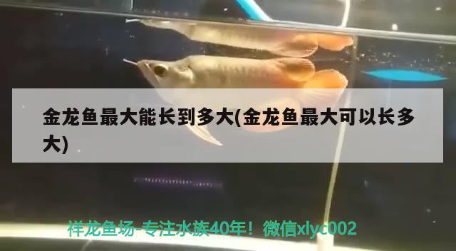 金龍魚最大能長到多大(金龍魚最大可以長多大) 月光鴨嘴魚苗 第1張