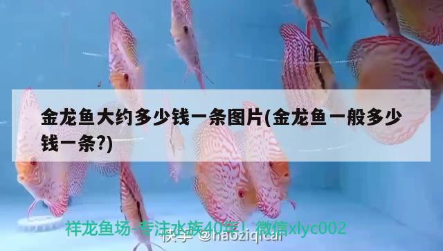 金龍魚大約多少錢一條圖片(金龍魚一般多少錢一條?)