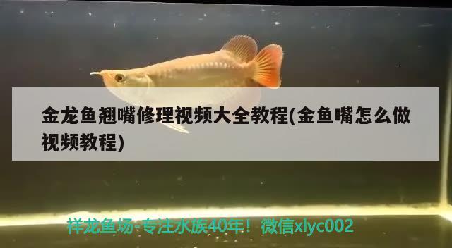 金龍魚(yú)翹嘴修理視頻大全教程(金魚(yú)嘴怎么做視頻教程) 黃金斑馬魚(yú)