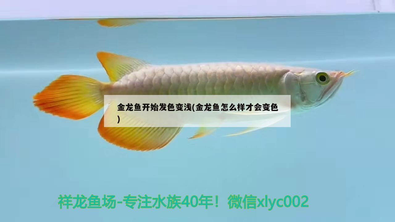 金龍魚開始發(fā)色變淺(金龍魚怎么樣才會變色) 細(xì)線銀板魚苗