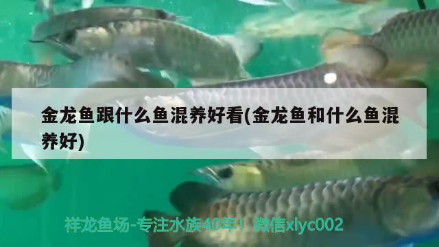 金龍魚跟什么魚混養(yǎng)好看(金龍魚和什么魚混養(yǎng)好) 蝴蝶鯉