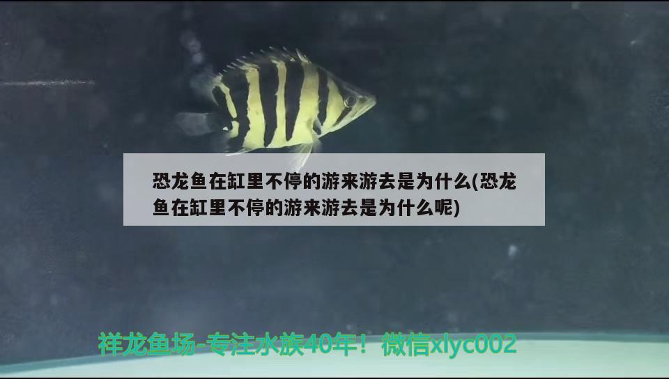 金龍魚眼睛上有白點(diǎn)用什么藥(銀龍魚眼睛上有白點(diǎn))