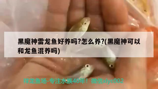 黑魔神雷龍魚好養(yǎng)嗎?怎么養(yǎng)?(黑魔神可以和龍魚混養(yǎng)嗎) 球鯊魚