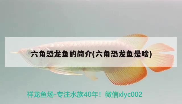 六角恐龍魚的簡介(六角恐龍魚是啥)