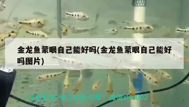 金龍魚蒙眼自己能好嗎(金龍魚蒙眼自己能好嗎圖片) 印尼三紋虎