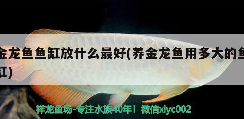 金龍魚(yú)魚(yú)缸放什么最好(養(yǎng)金龍魚(yú)用多大的魚(yú)缸)