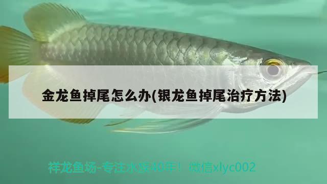 金龍魚掉尾怎么辦(銀龍魚掉尾治療方法) 銀龍魚