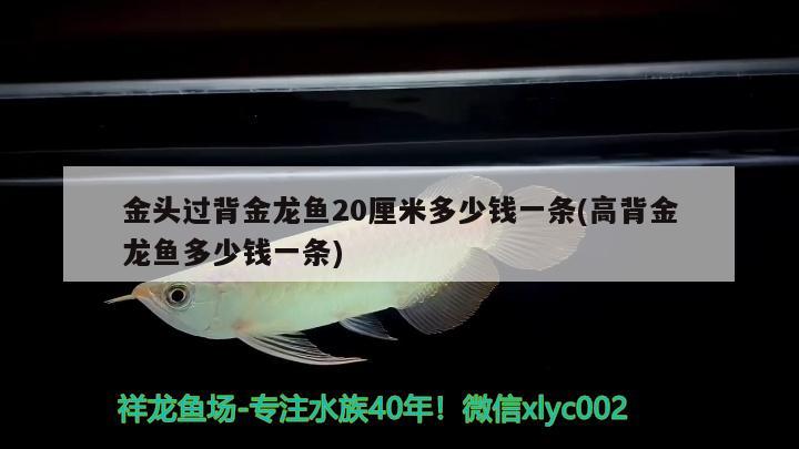 金頭過背金龍魚20厘米多少錢一條(高背金龍魚多少錢一條) 高背金龍魚 第2張