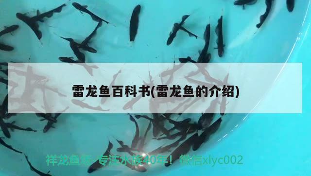 雷龍魚百科書(雷龍魚的介紹) 青龍魚