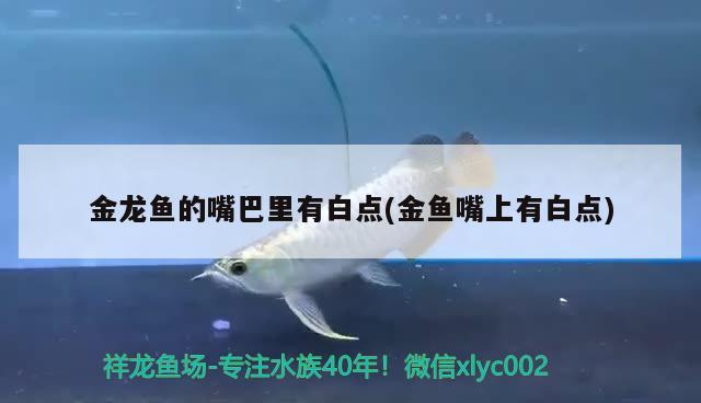 金龍魚的嘴巴里有白點(diǎn)(金魚嘴上有白點(diǎn)) 伊巴卡魚