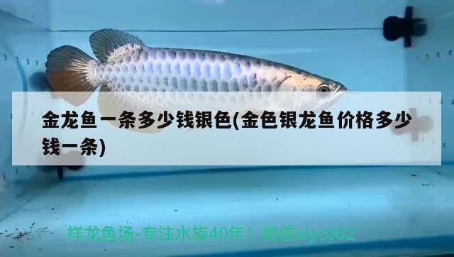 金龍魚一條多少錢銀色(金色銀龍魚價(jià)格多少錢一條)