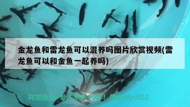 大正三色錦鯉與昭和三色錦鯉有何區(qū)別，賣錦鯉魚價格一般是多少一條