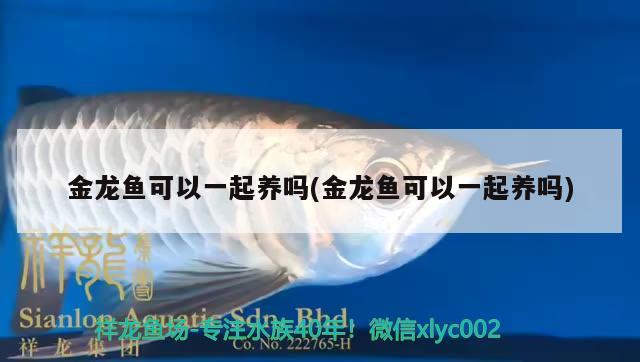 金龍魚可以一起養(yǎng)嗎(金龍魚可以一起養(yǎng)嗎)