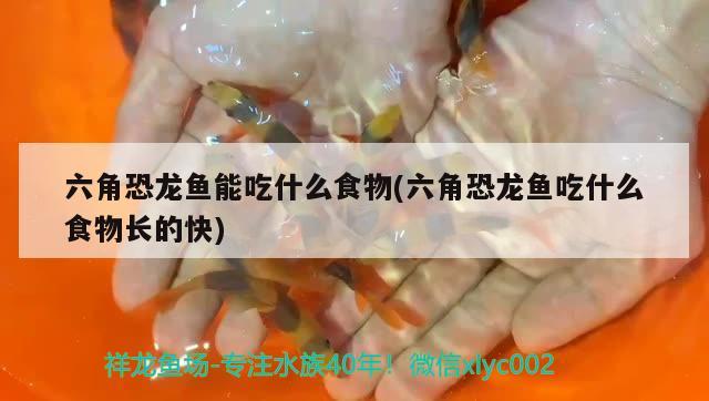 六角恐龍魚能吃什么食物(六角恐龍魚吃什么食物長的快)